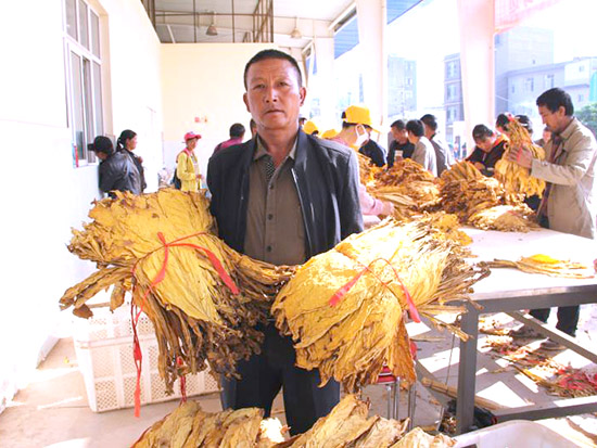 云南大理南涧“红大”烟叶，烟丝红大品种栽烤关键技术